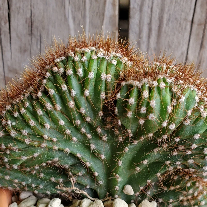 Säulenkaktus 'Cristata'