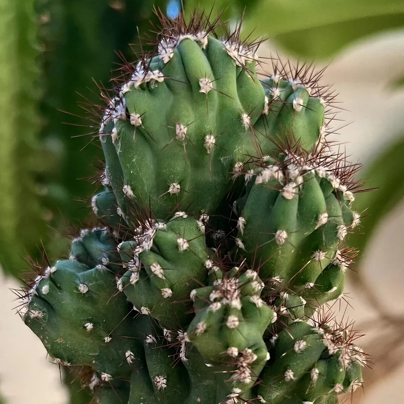 Säulenkaktus 'Blue'