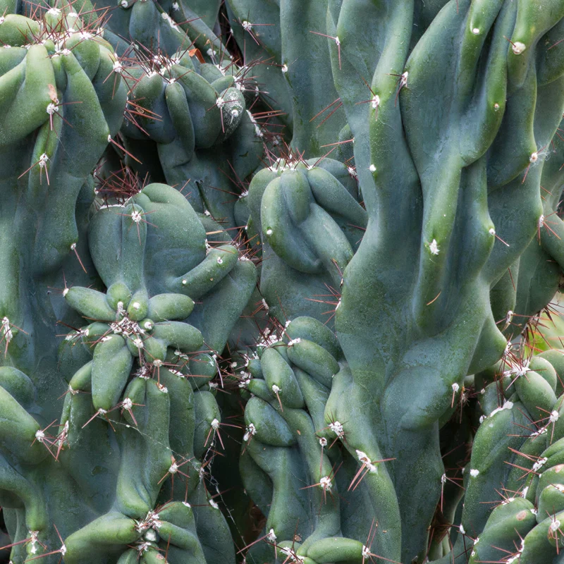 Säulenkaktus 'Blue'