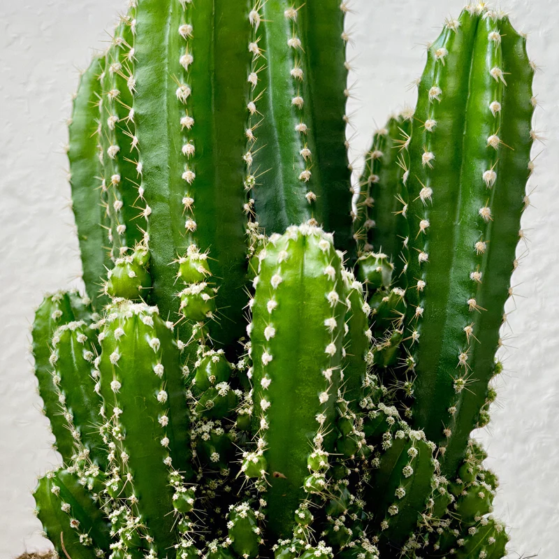 Säulenkaktus 'Florida'