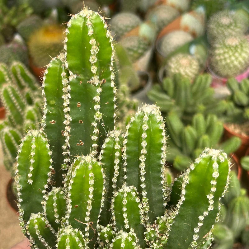 Säulenkaktus 'Florida'