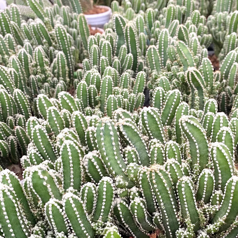 Säulenkaktus 'Florida'
