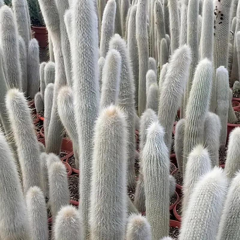 Silberkerzenkaktus