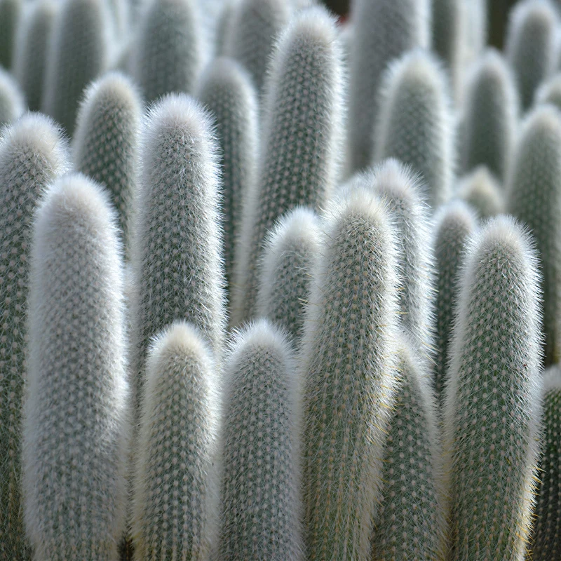 Silberkerzenkaktus