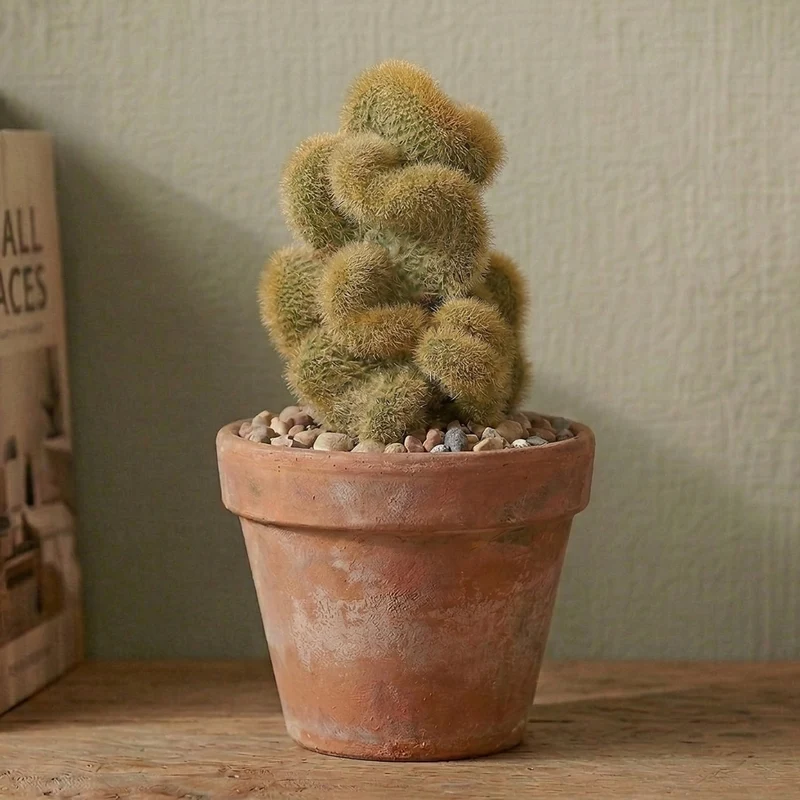 Affenkaktus 'Cristata'