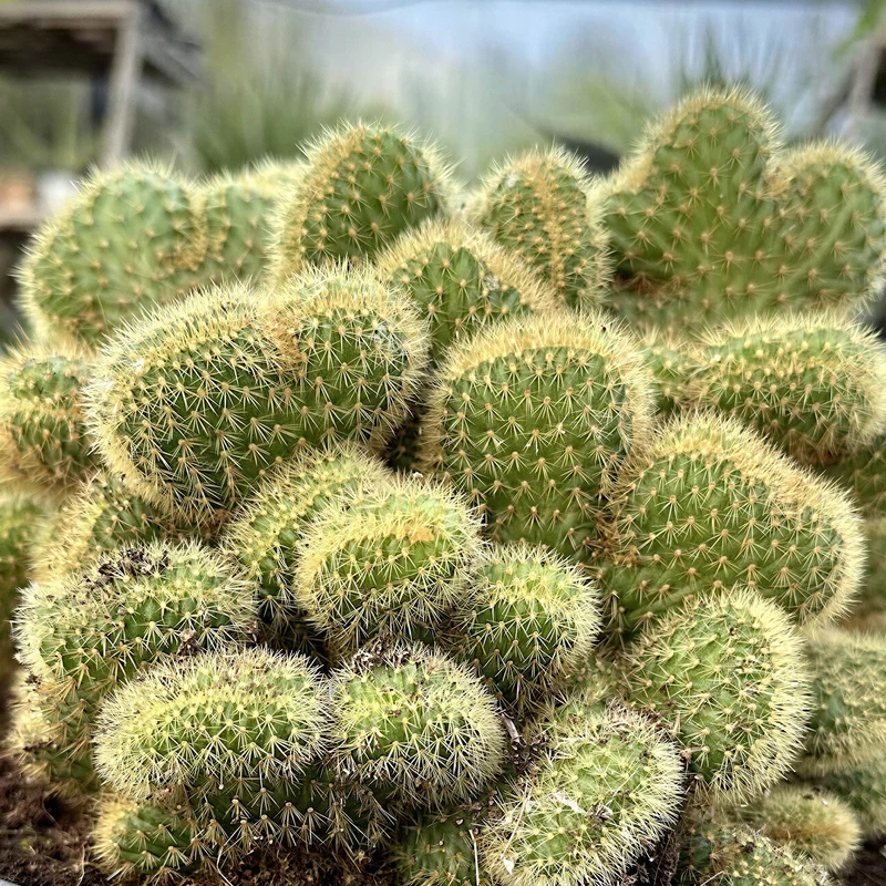 Affenkaktus 'Cristata'