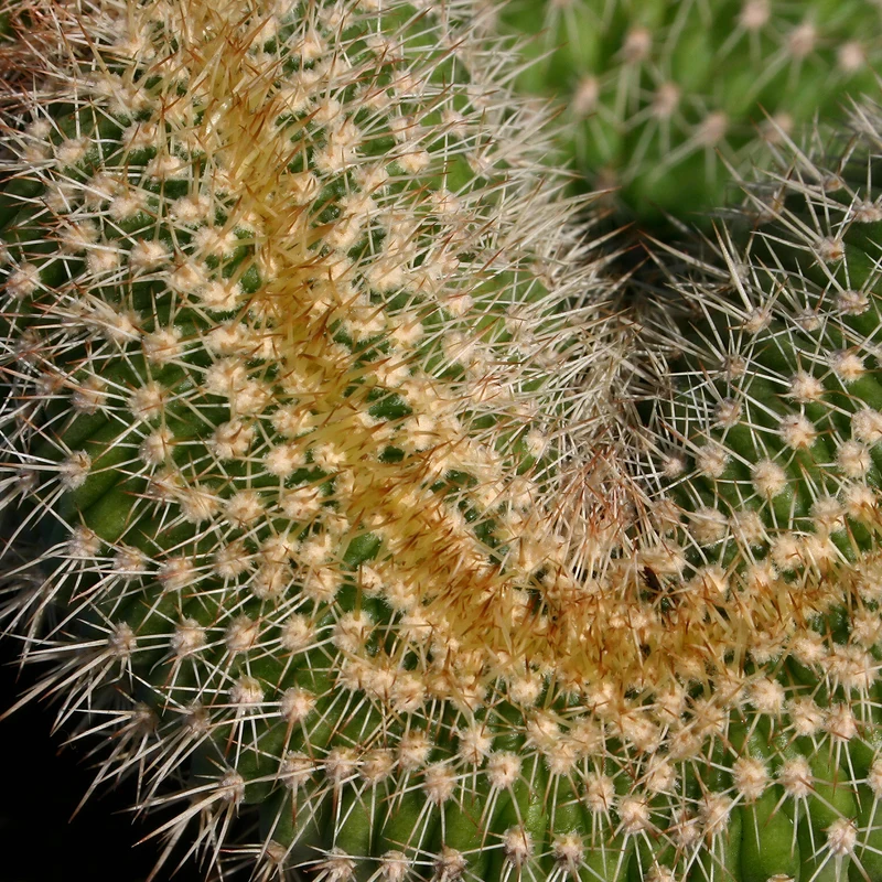Affenkaktus 'Cristata'