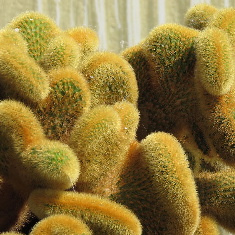 Affenkaktus 'Cristata'