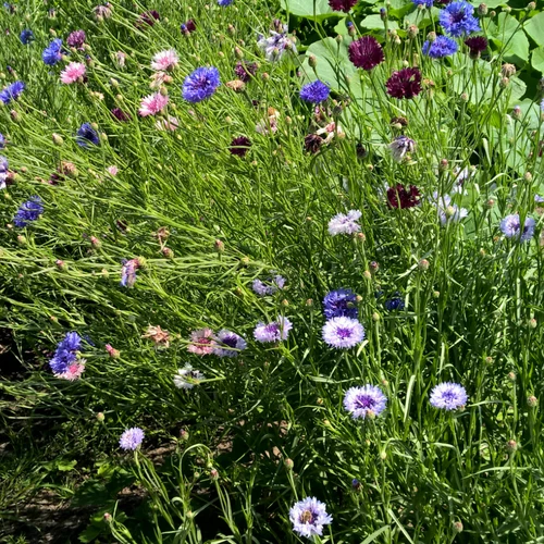 BIO Saatgut Kornblume bunt