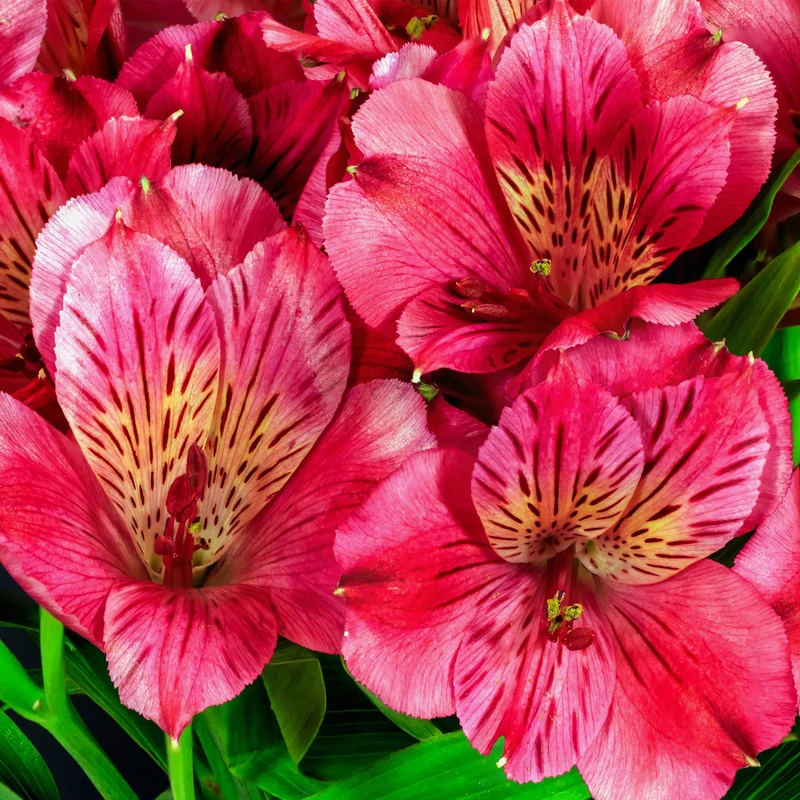 Inkalilie 'Cherry'