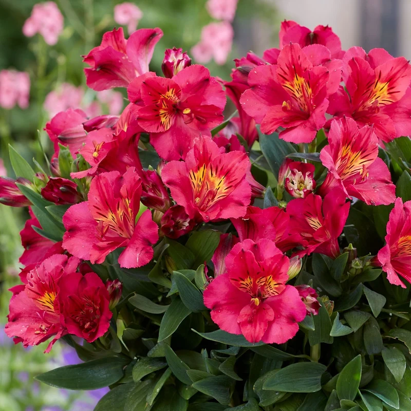 Inkalilie 'Cherry'