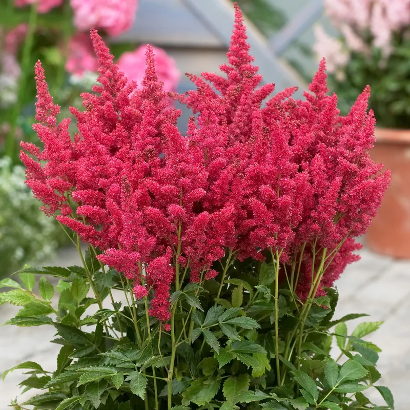 Prachtspiere Rot