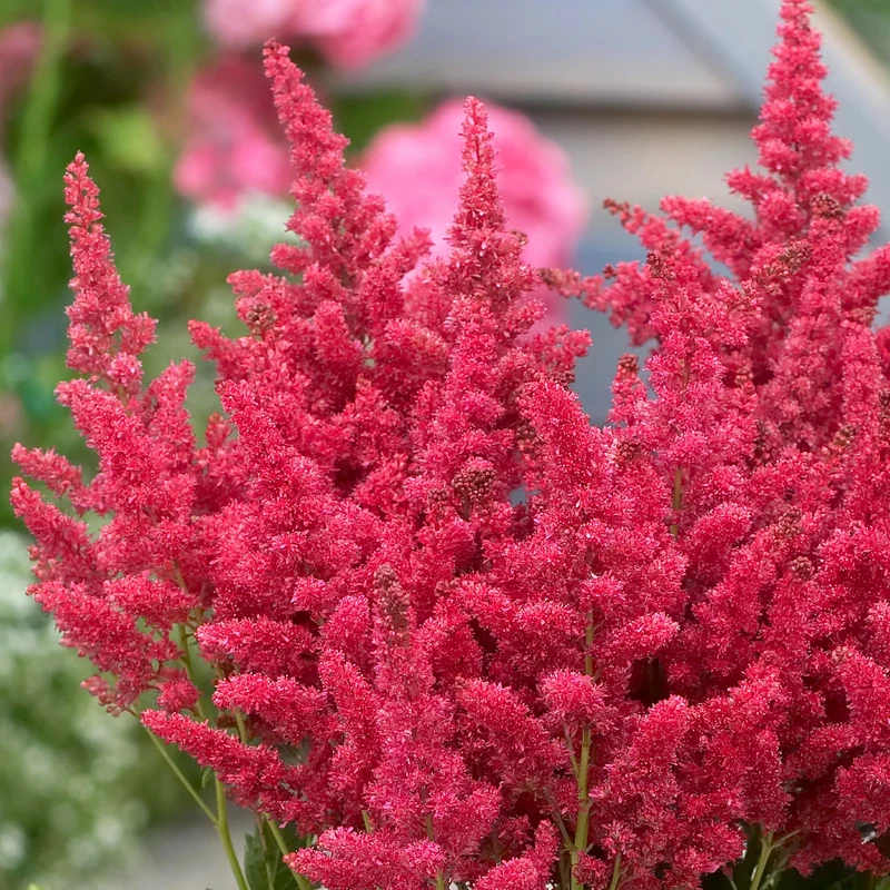 Prachtspiere Rot
