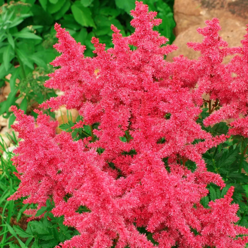 Prachtspiere Rot