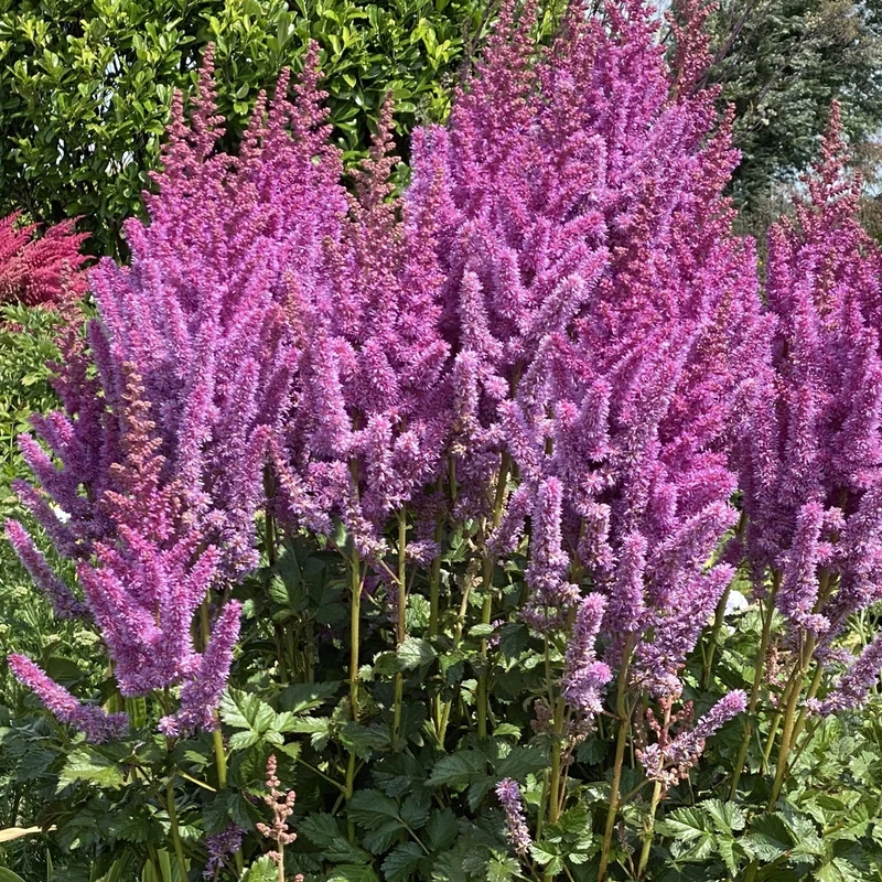 Prachtspiere Violett