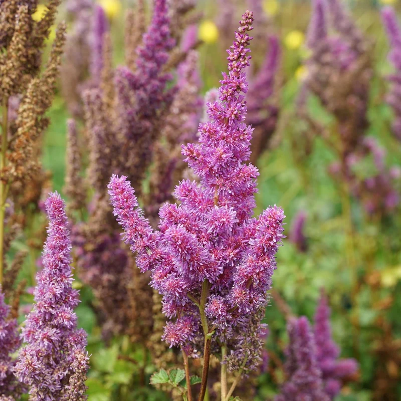 Prachtspiere Violett