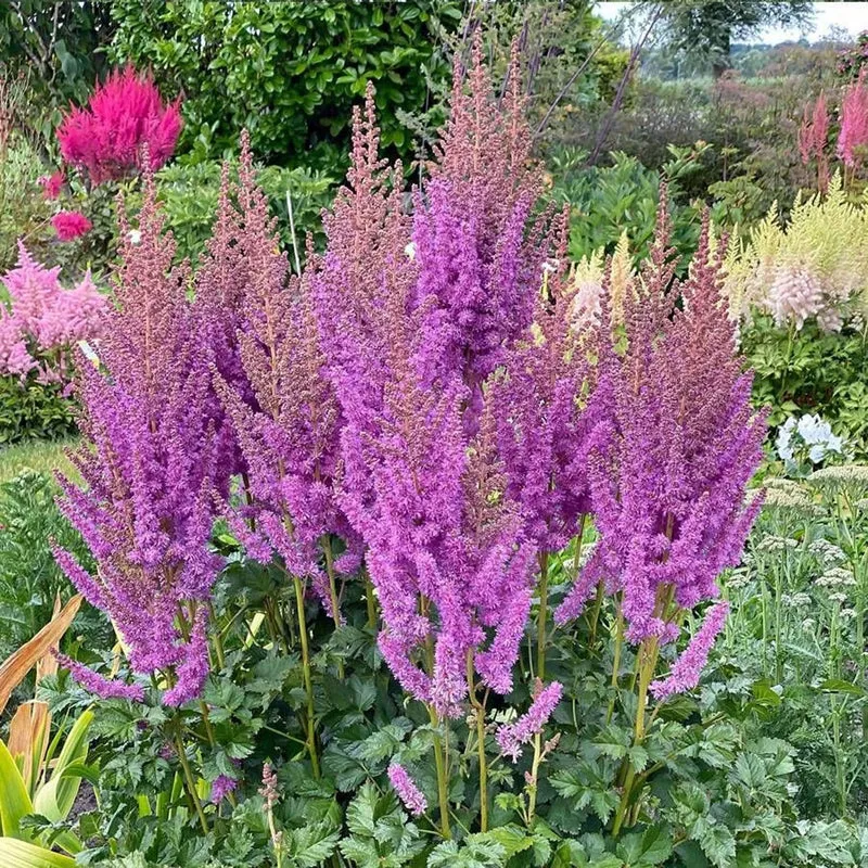 Prachtspiere Violett