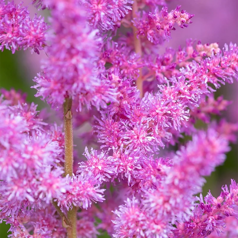 Prachtspiere Violett