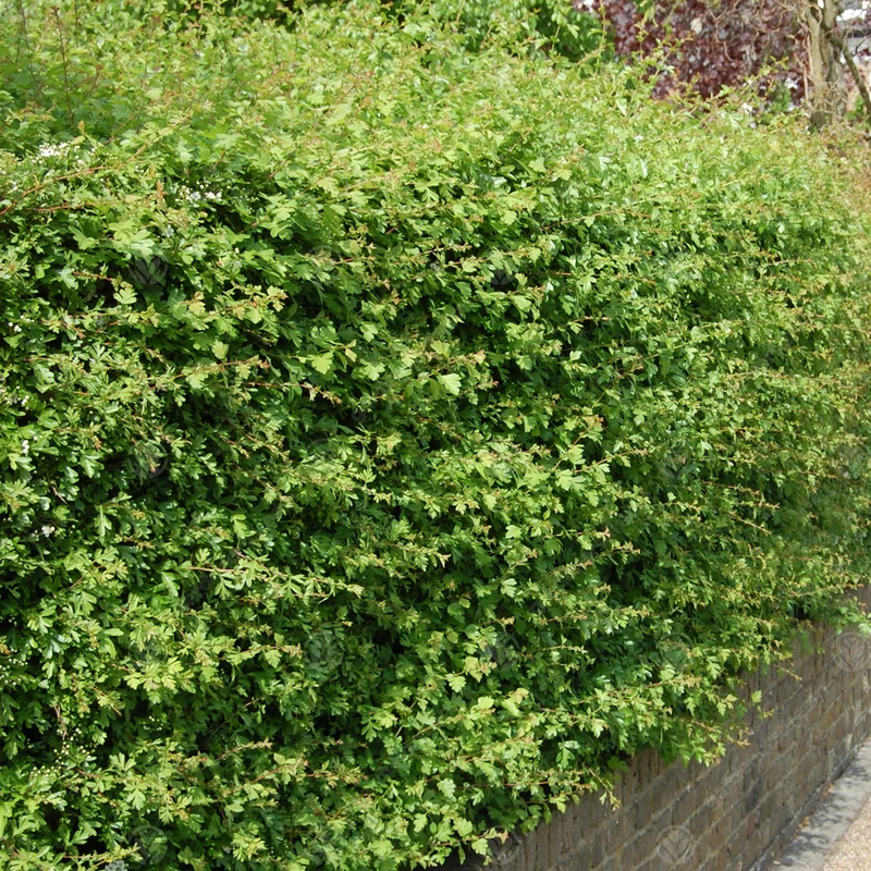Weißdornhecke