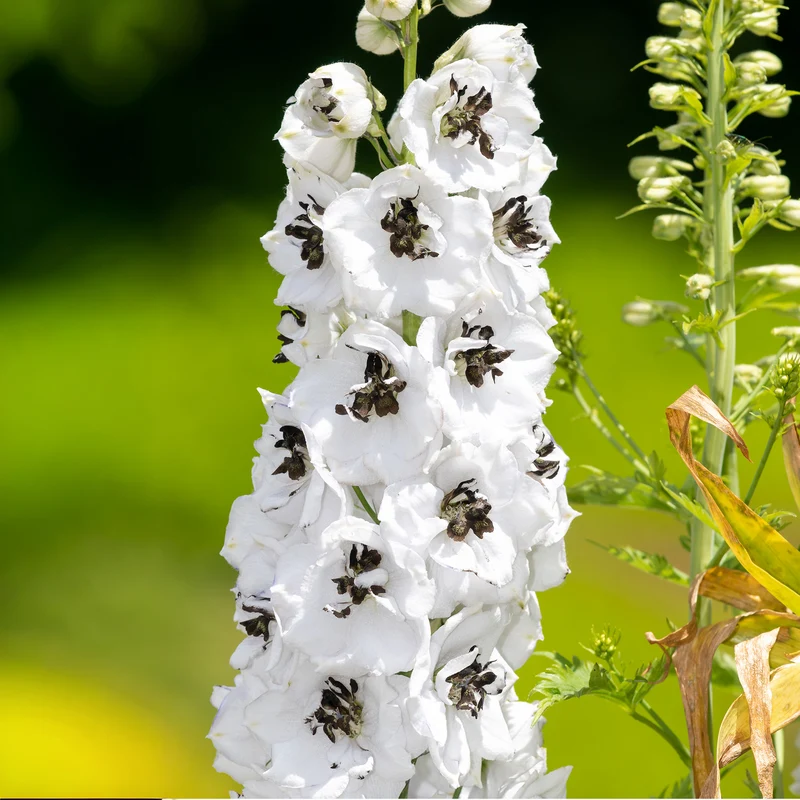 Rittersporn 'White Dark Bee'