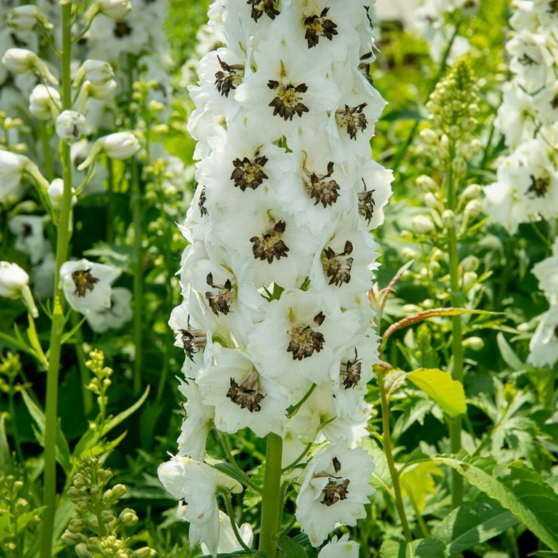 Rittersporn 'White Dark Bee'