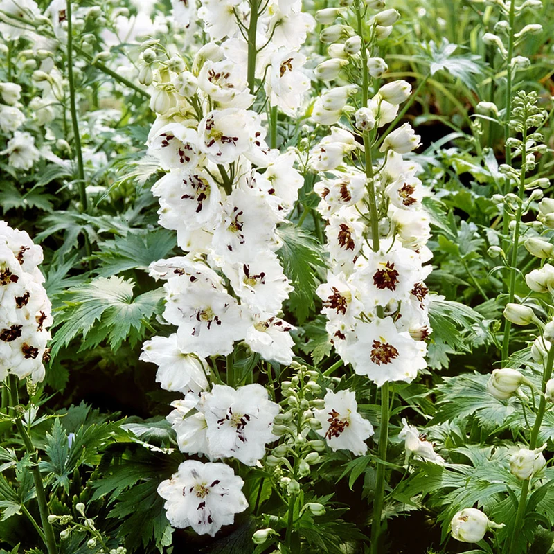 Rittersporn 'White Dark Bee'