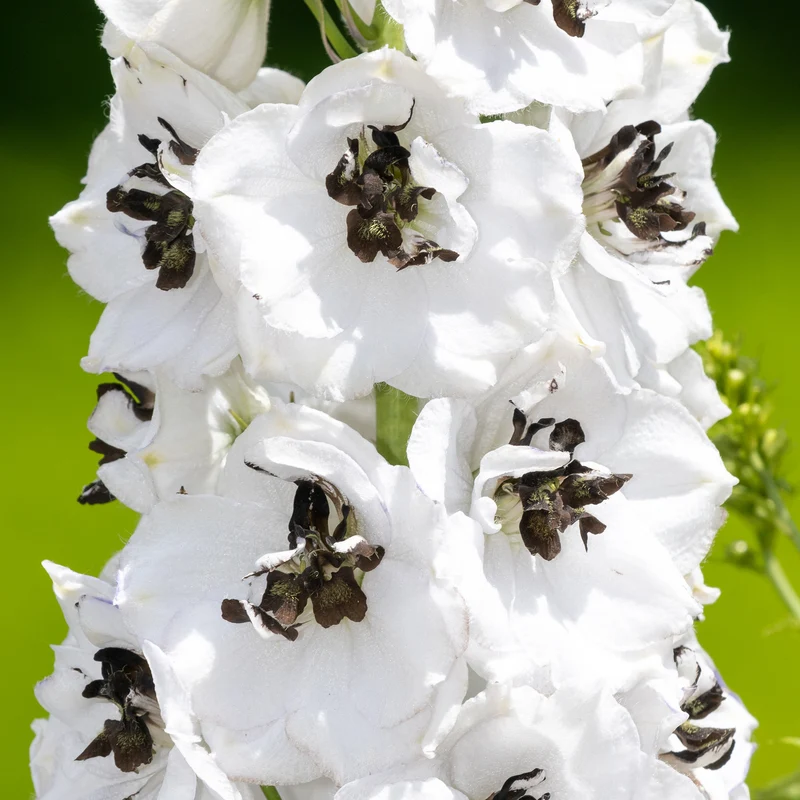 Rittersporn 'White Dark Bee'
