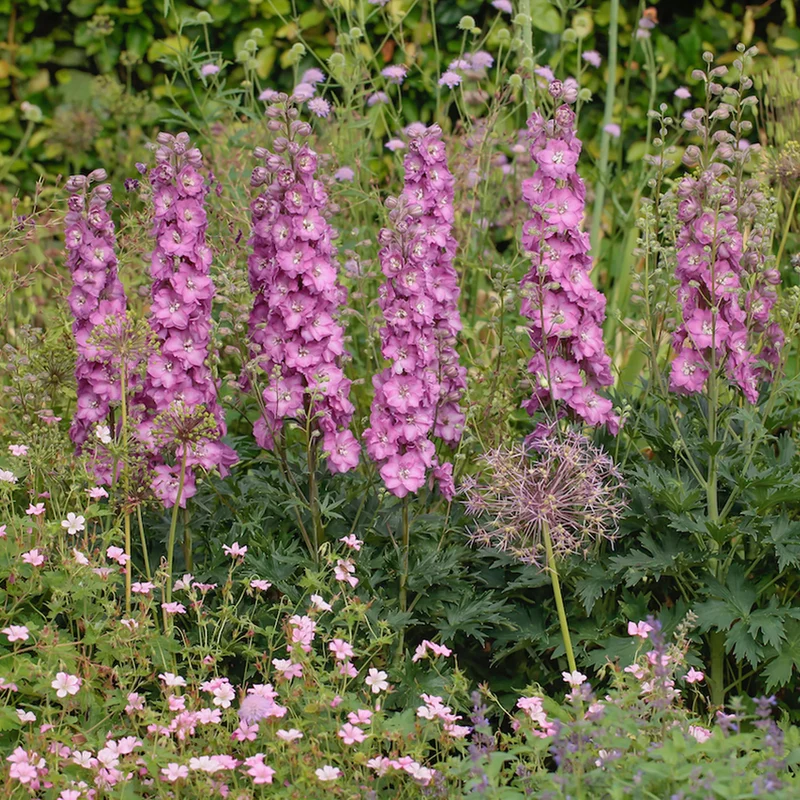 Rittersporn 'Pink Shades'
