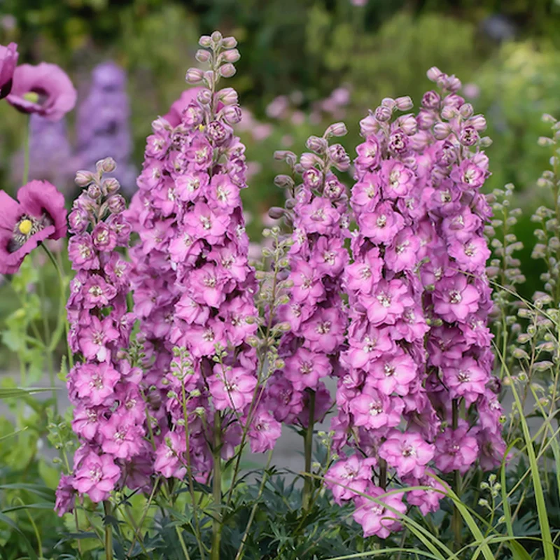 Rittersporn 'Pink Shades'