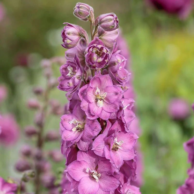 Rittersporn 'Pink Shades'