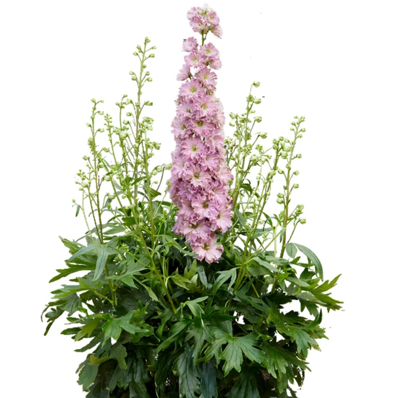 Rittersporn 'Pink Shades'