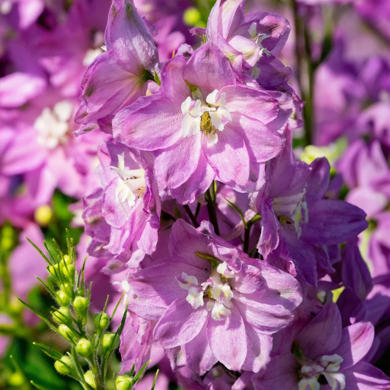 Rittersporn 'Highlander Astolat Red'