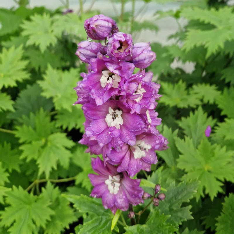 Rittersporn 'Highlander Astolat Red'