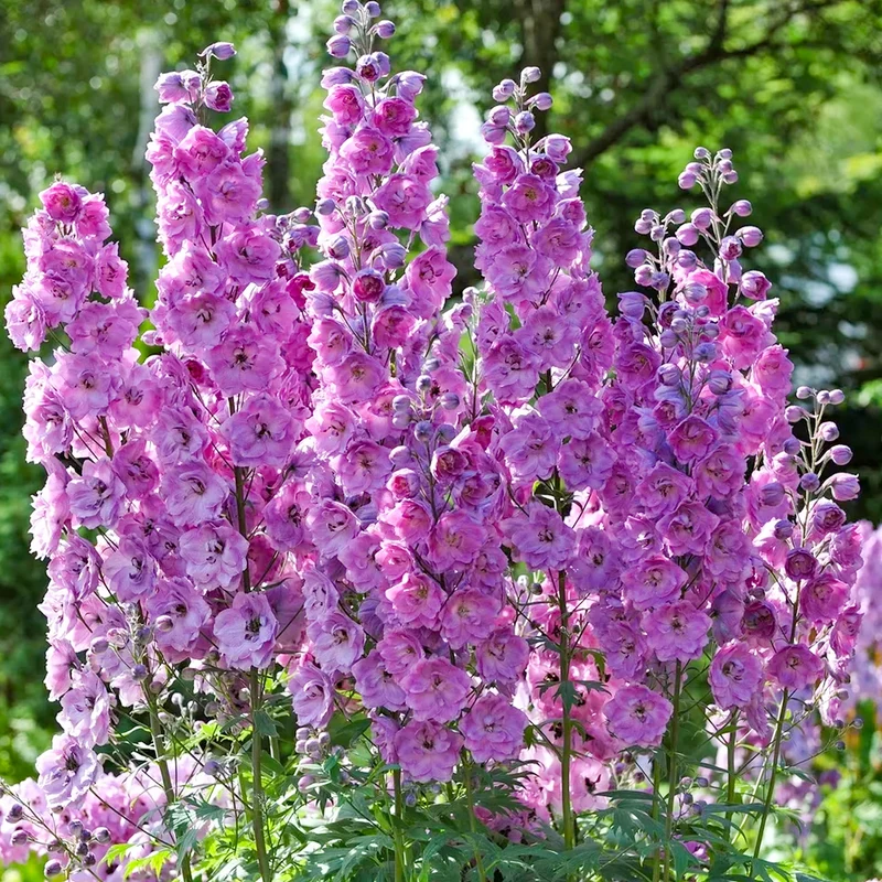 Rittersporn 'Highlander Astolat Red'