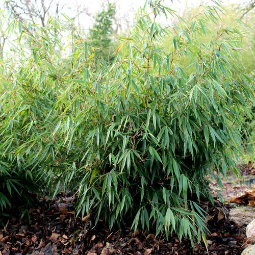 Schirmbambus 'Pingwu'
