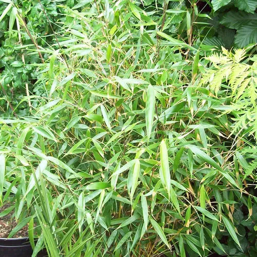 Schirmbambus 'Pingwu'