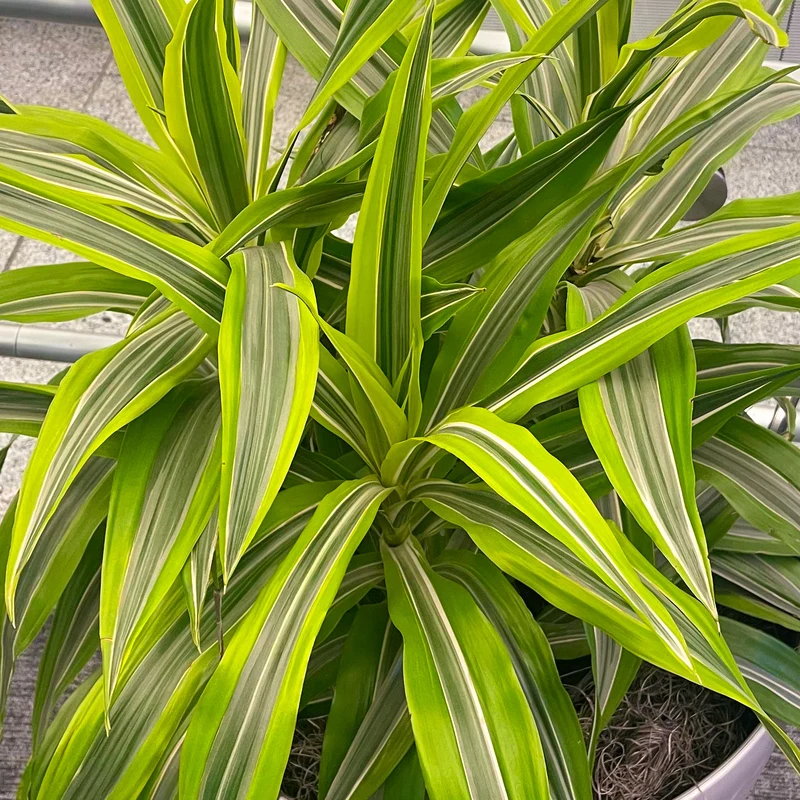 Drachenbaum 'Dragontree Lemon Surprise'