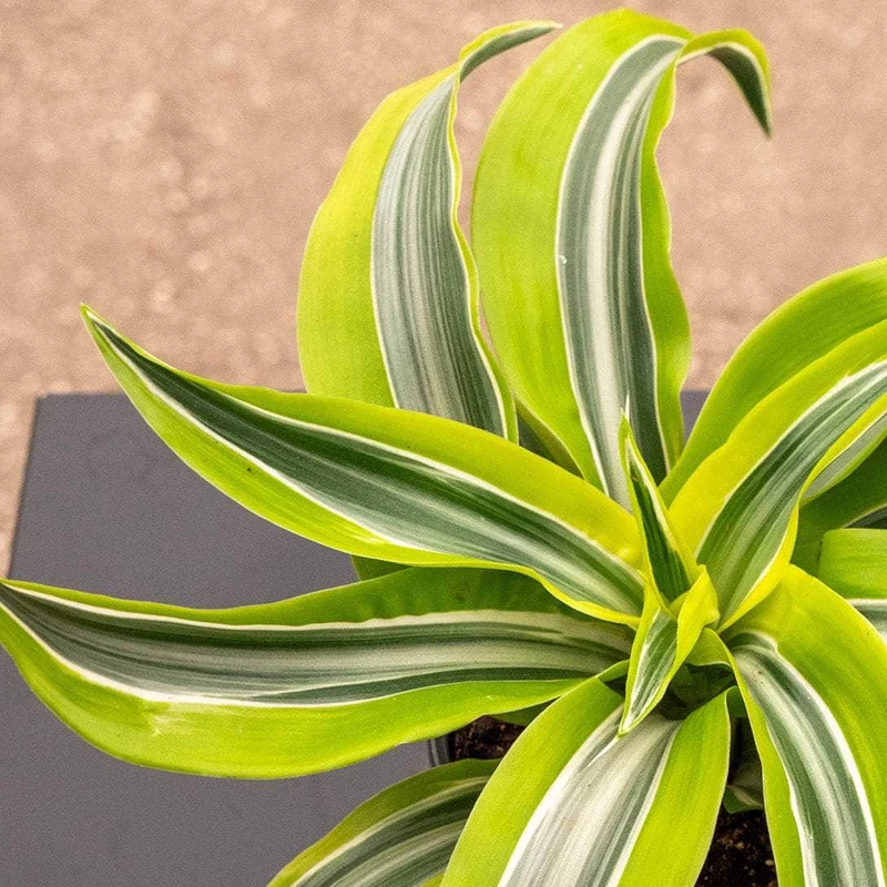 Drachenbaum 'Dragontree Lemon Surprise'