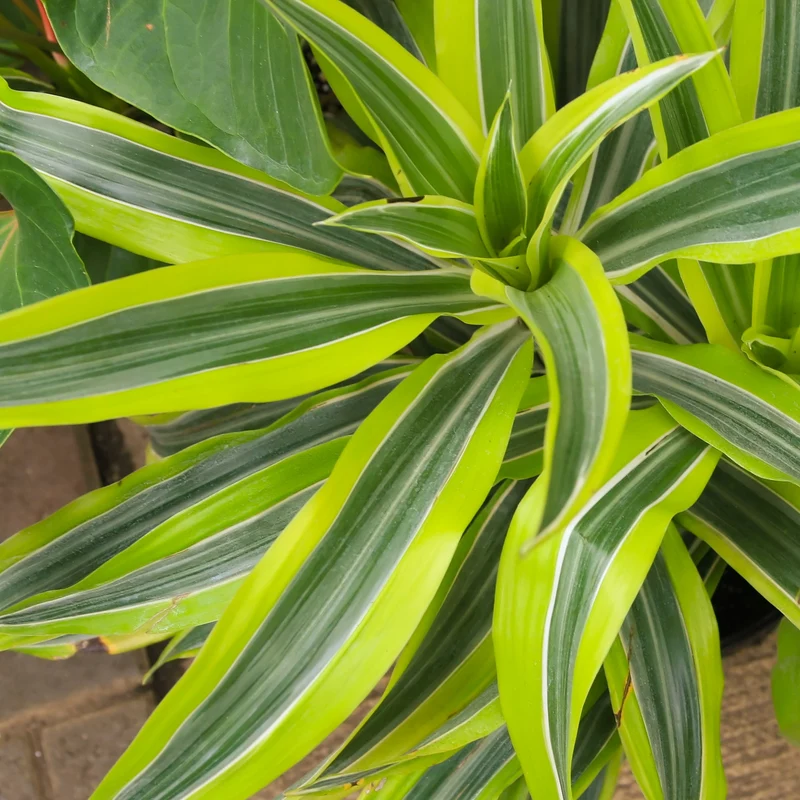 Drachenbaum 'Dragontree Lemon Surprise'