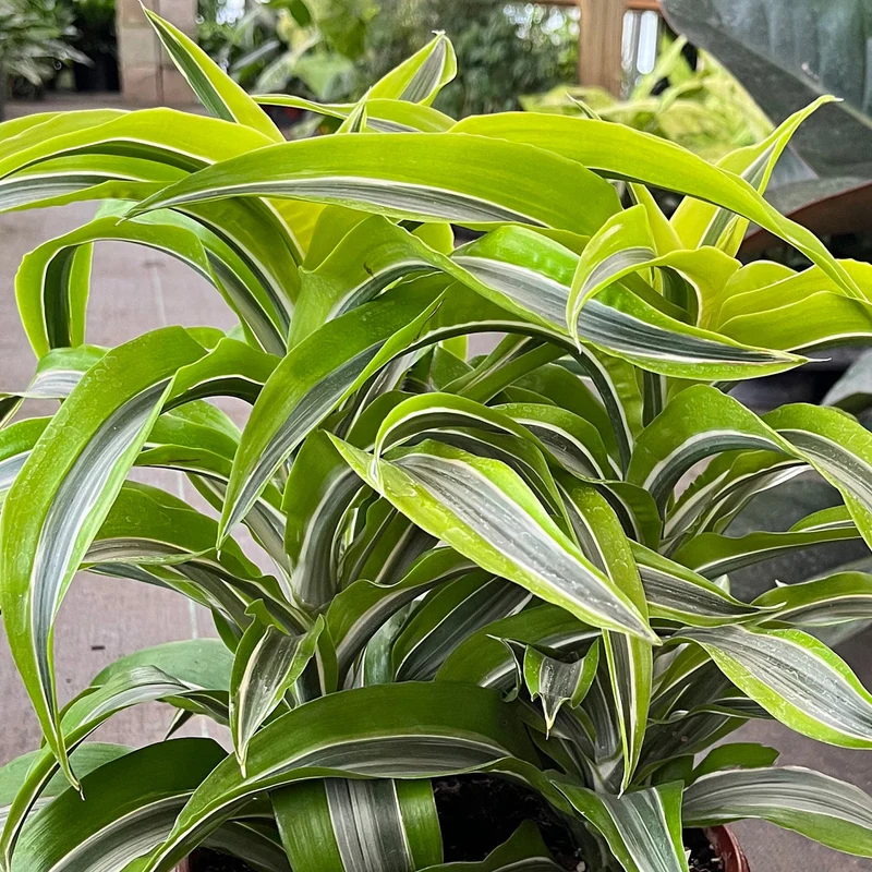 Drachenbaum 'Dragontree Lemon Surprise'