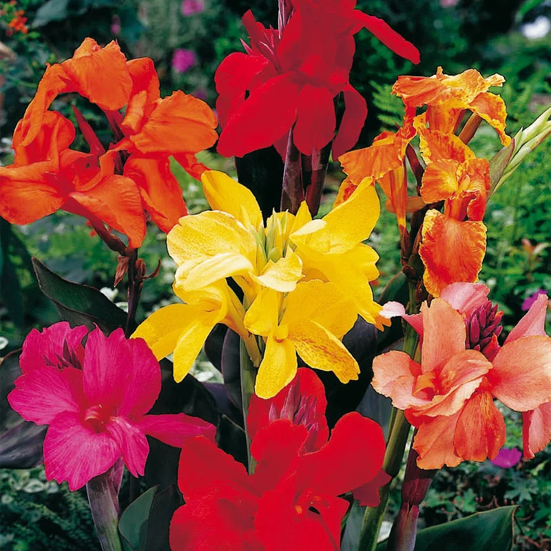 Canna-Knollen-Mix