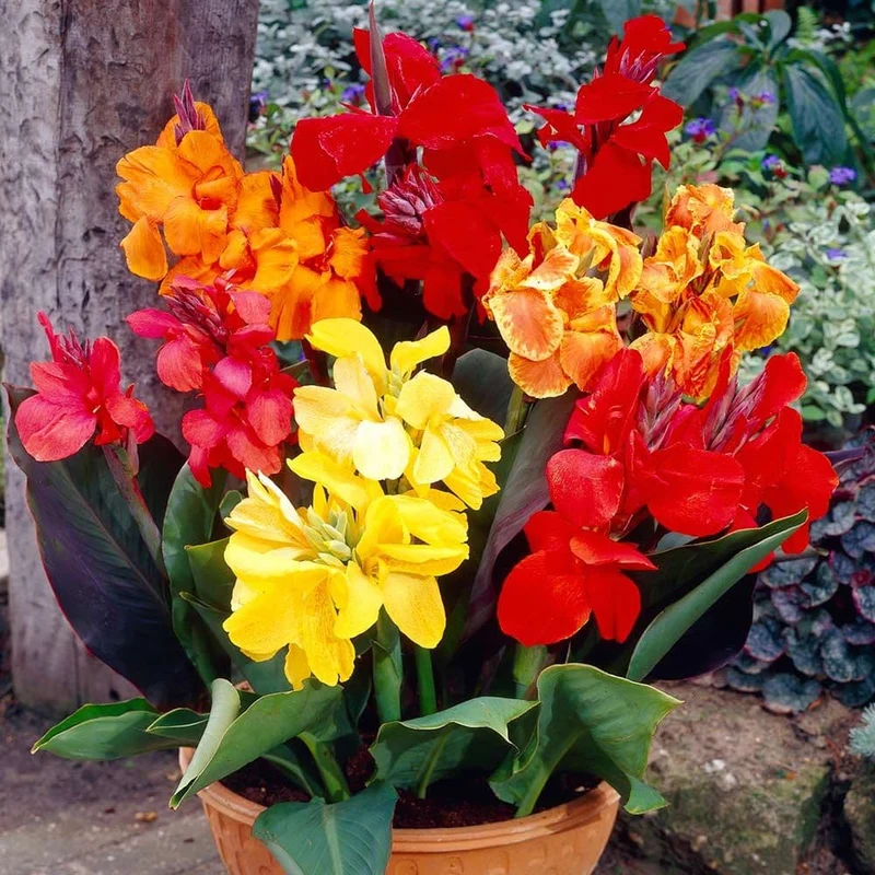 Canna-Knollen-Mix