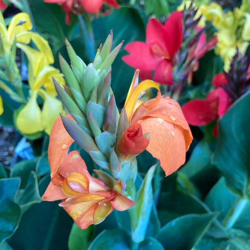 Canna-Knollen-Mix