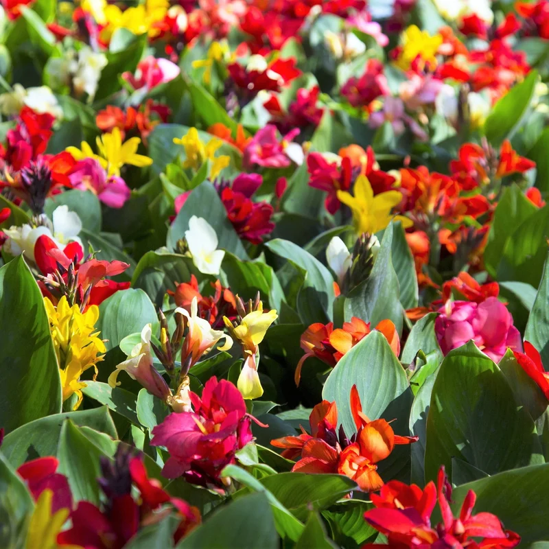 Canna-Knollen-Mix