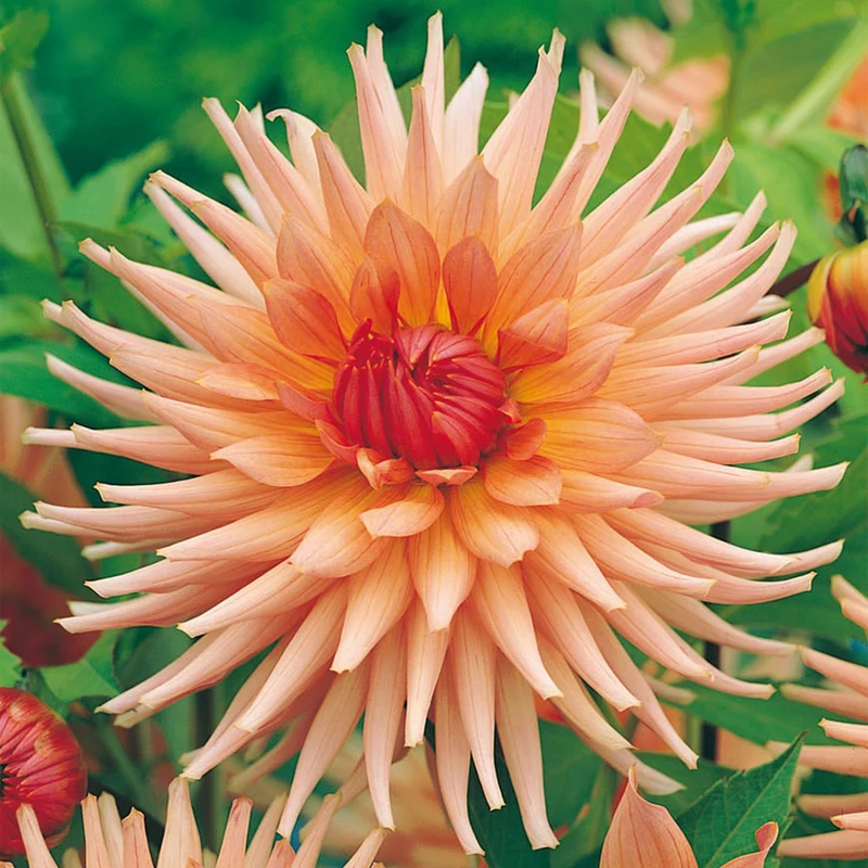 Dahlie 'Cactus Zalm'