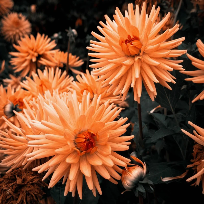 Dahlie 'Cactus Zalm'