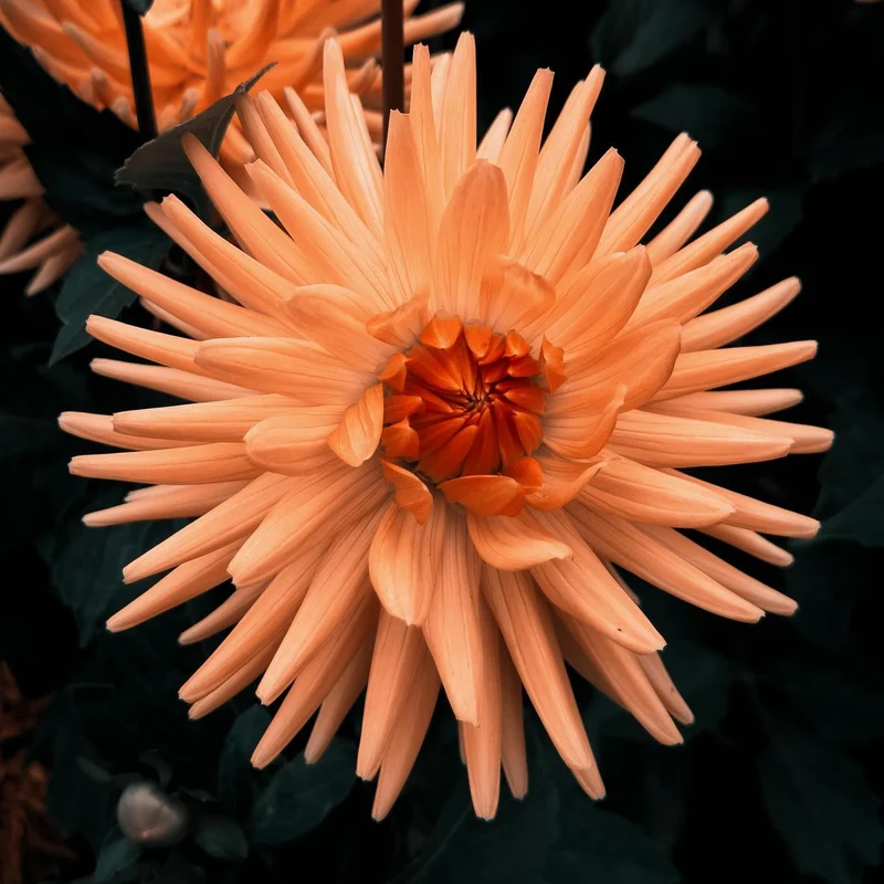 Dahlie 'Cactus Zalm'