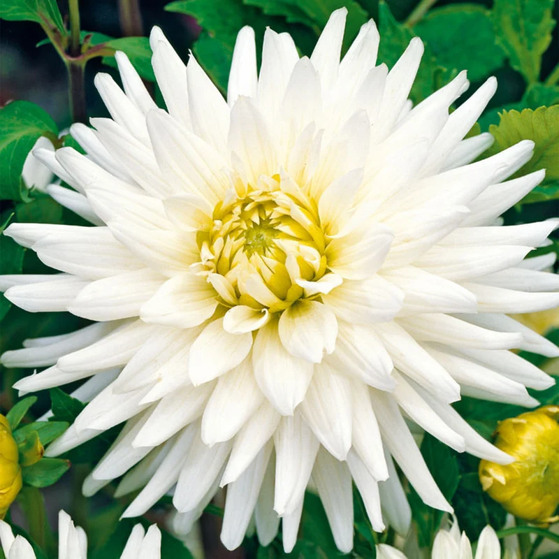Dahlie 'Cactus White'