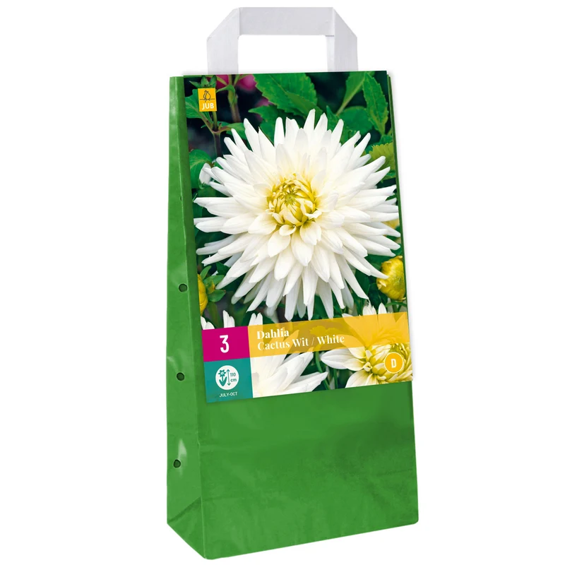 Dahlie 'Cactus White'