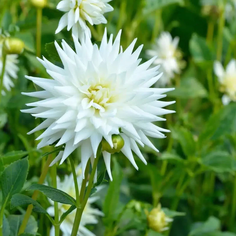 Dahlie 'Cactus White'